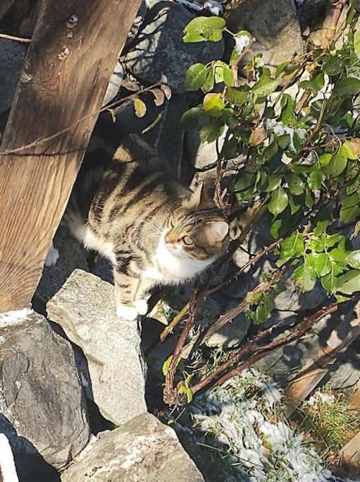 Chambre Ou Gite Dans Une Maison De Montagne - De Suzon A Zelie Entraigues  Bagian luar foto